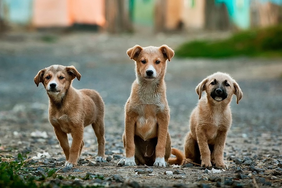 Banfield, The Pet Hospital