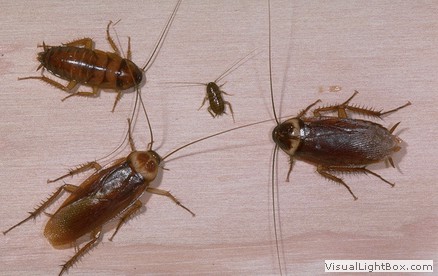 First Solution Pest Control