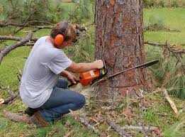 Tree Stump Removal