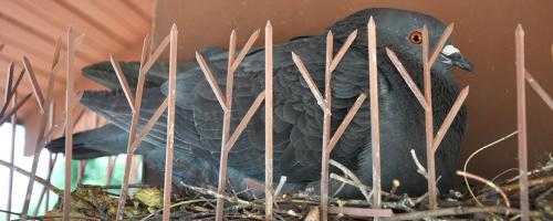 Bird Blaster of New Mexico