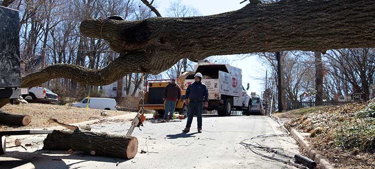 Fast Tree Removal Services Atlanta