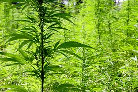 Silver Stem Fine Cannabis Denver East Dispensary