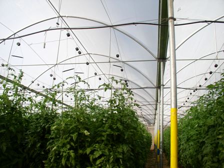 Top Greenhouses LTD