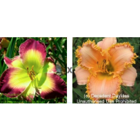 Decadent Daylilies Daylily Nursery