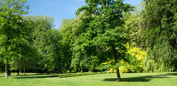 Oaklands Tree Specialists Ltd