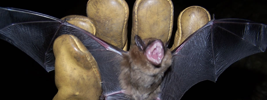 Bat Busters Wildlife Removal Service