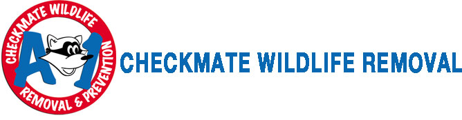 A1 - Checkmate Wildlife Removal   