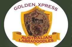 Golden Xpress Labradoodles