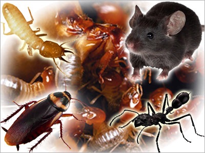 Hathuc Home & Commercial Services