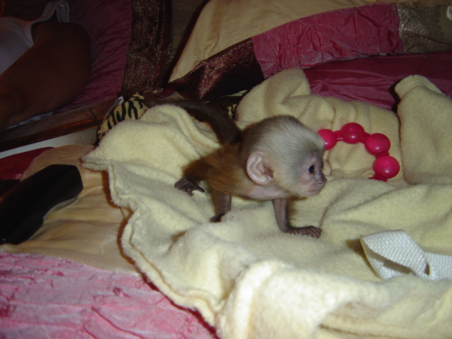 white face capuchin.
