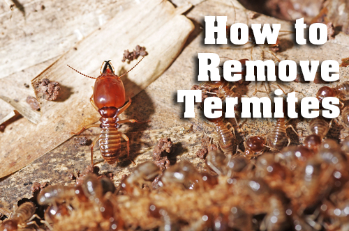  Chambers Pest Solutions