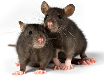 Bug Busters Birmingham