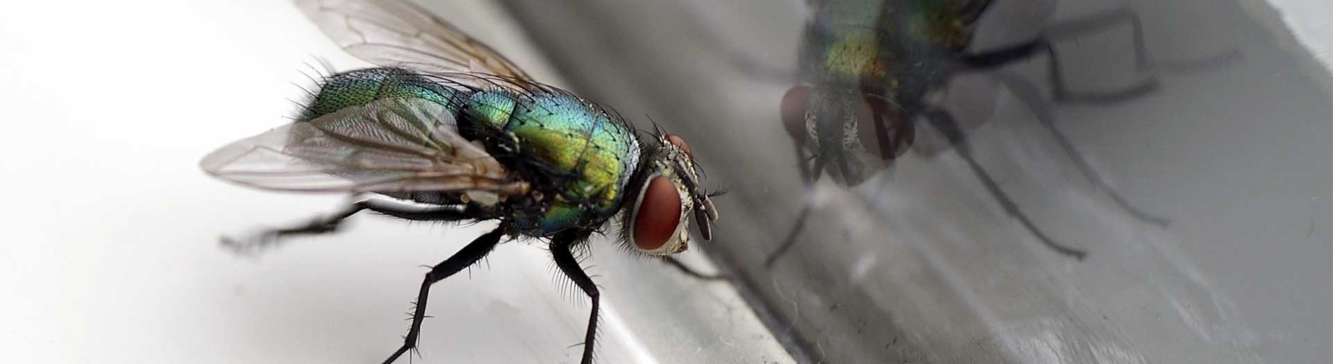 Zero Termite and Pest