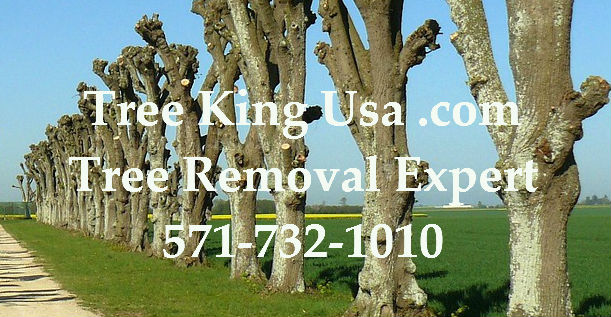 Tree King Usa