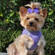 Desert Girls Pampered Pets