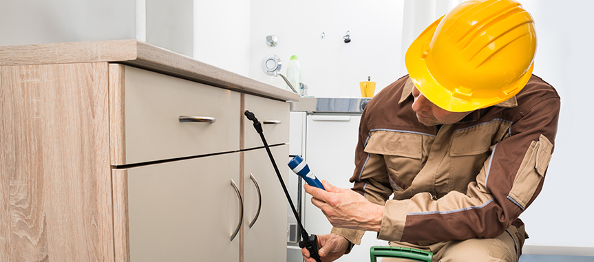 Expert Pest Control And Termite Services