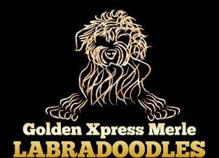 Great Day Labradoodles