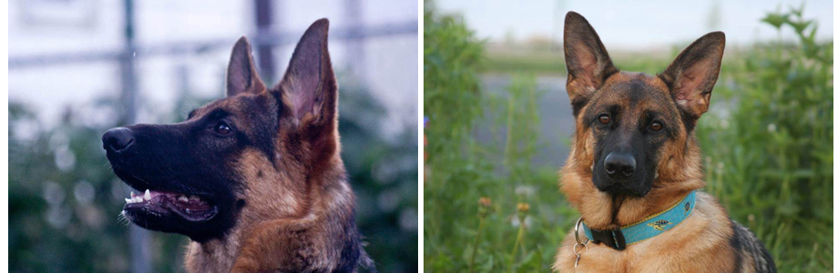 Roche's Pedigree German Shepherds