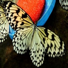 Ericka Lavigne Hypnotherapy