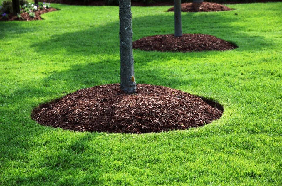 Tree Service Spokane