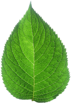 Tree Removal Winnipeg