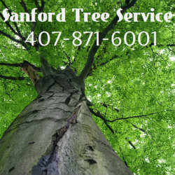Sanford Tree Service