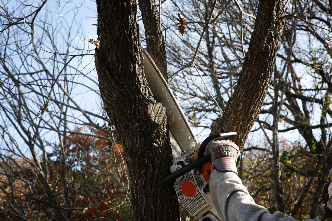 Tree Service Experts Pasadena MD