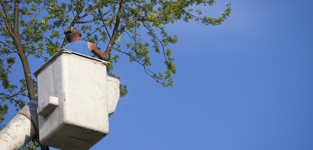 Long Island Tree Works