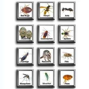 Reliable Pest Control