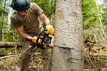 Toledo Tree Service Pros