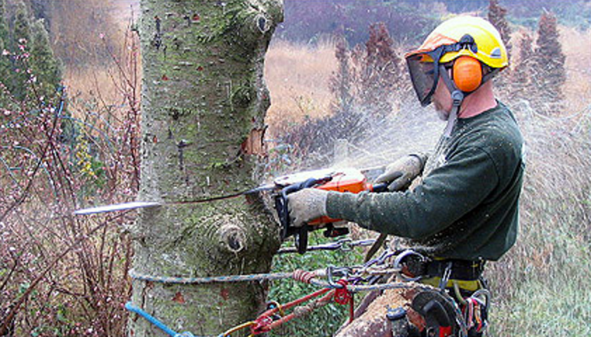 Best Tree Service Rockford