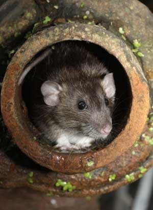 Pest Daddy Toowoomba