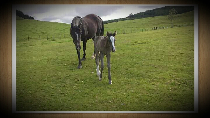 Hilary Horse Manure Services