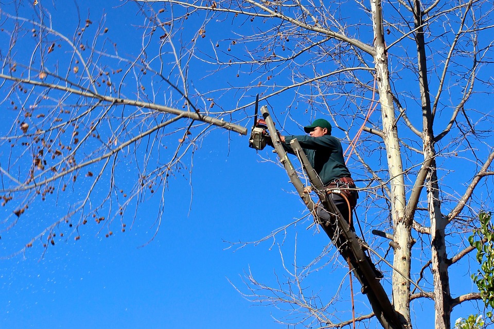 Tree Services Little Rock