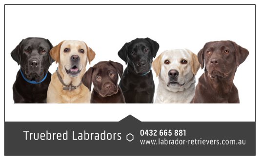 Truebred Labradors