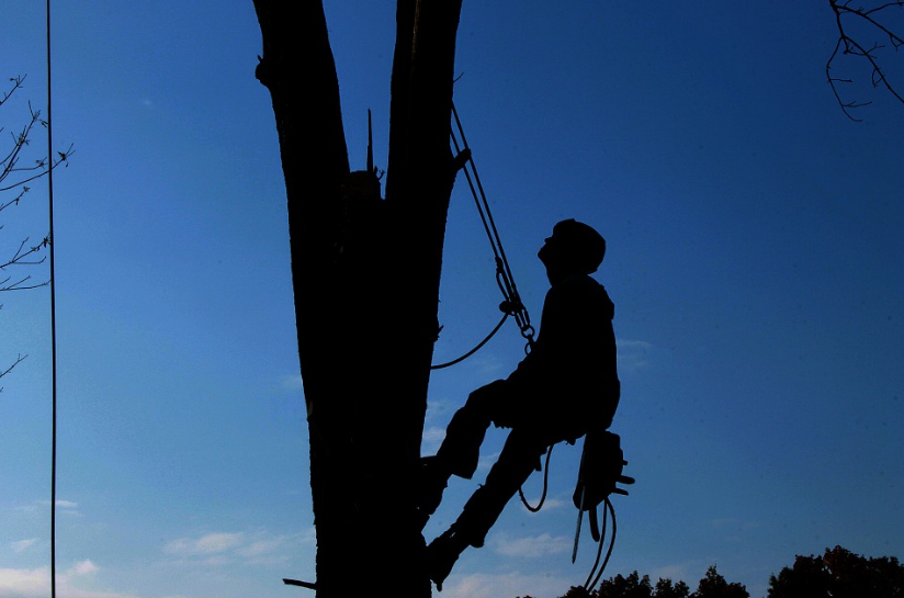 Rock Hill Tree Service