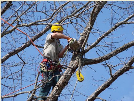 Arvada Tree Care