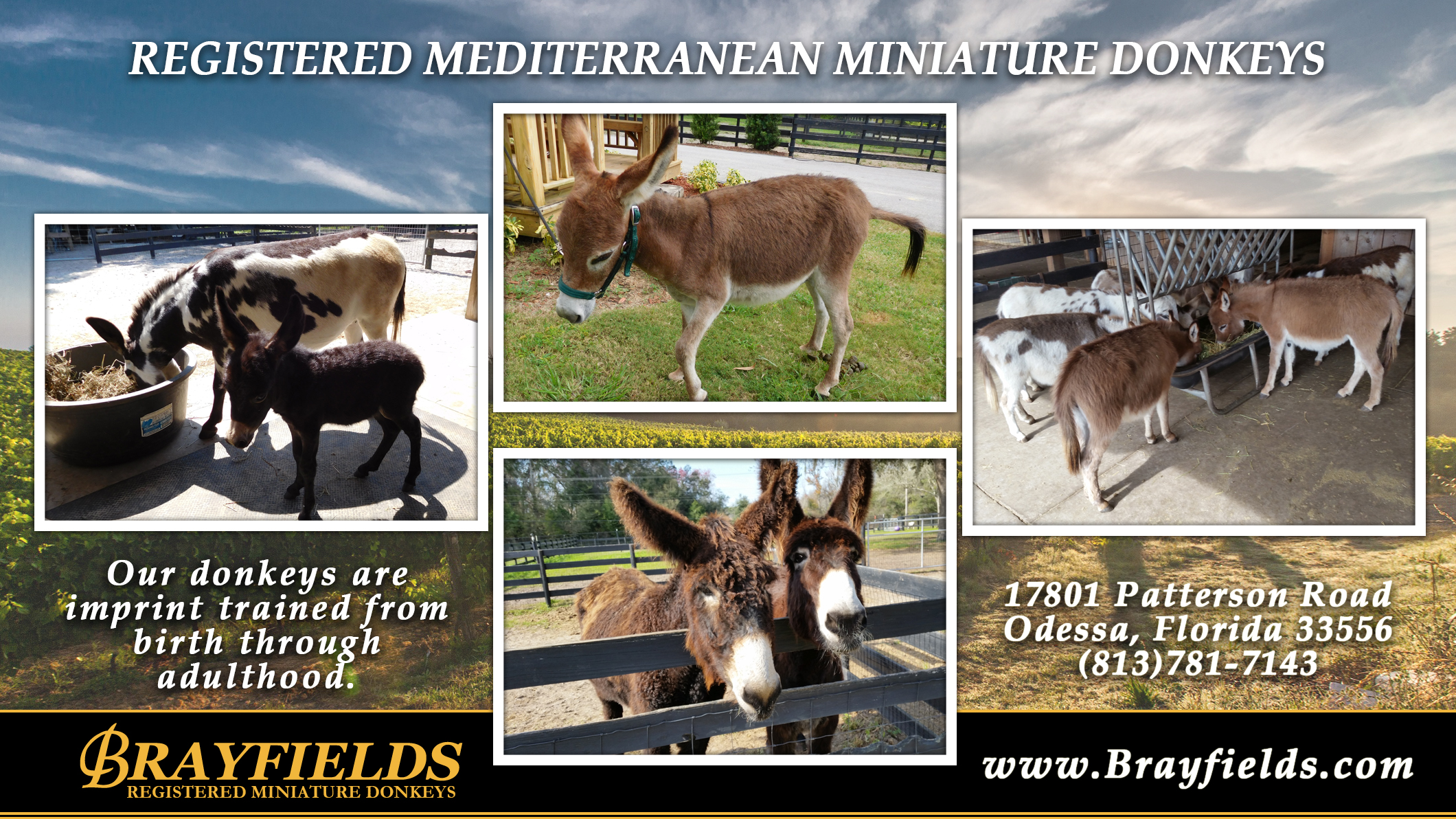 Brayfields Registered Miniature Donkeys