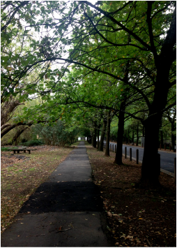 Milwaukee Stump Removal