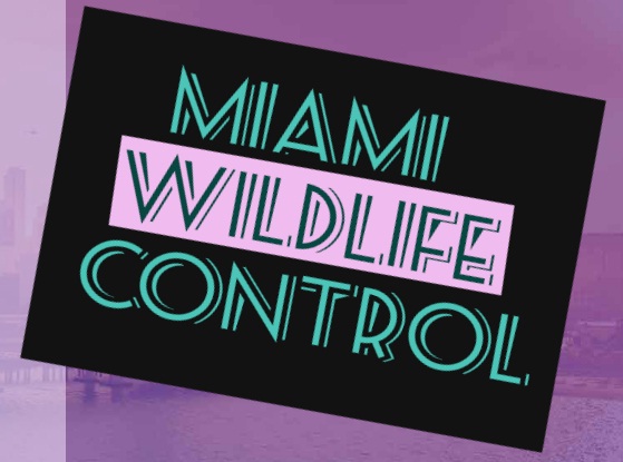 Miami Wildlife Control