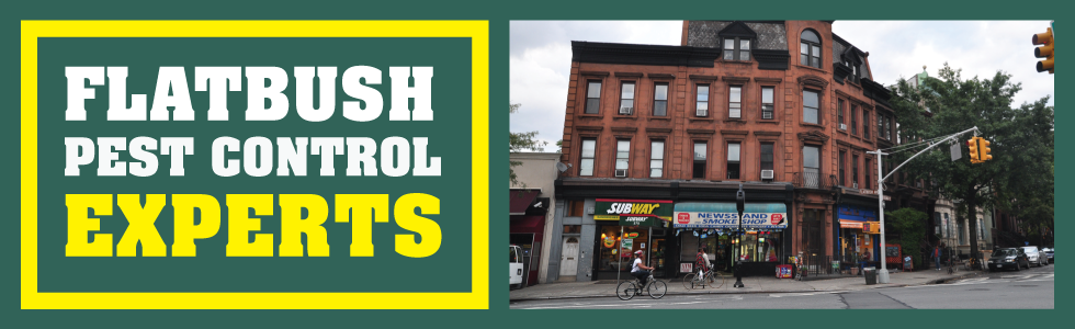 Queens Village Exterminator