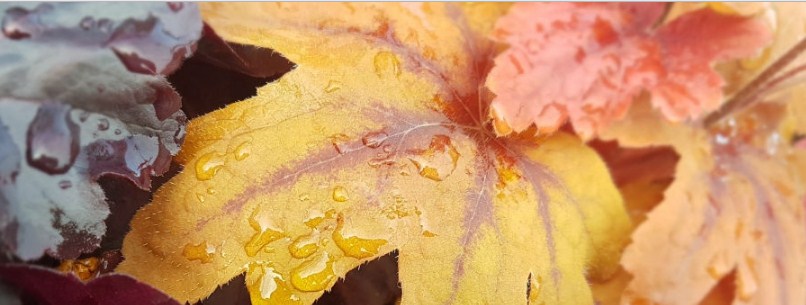 Thirsk Garden Centre