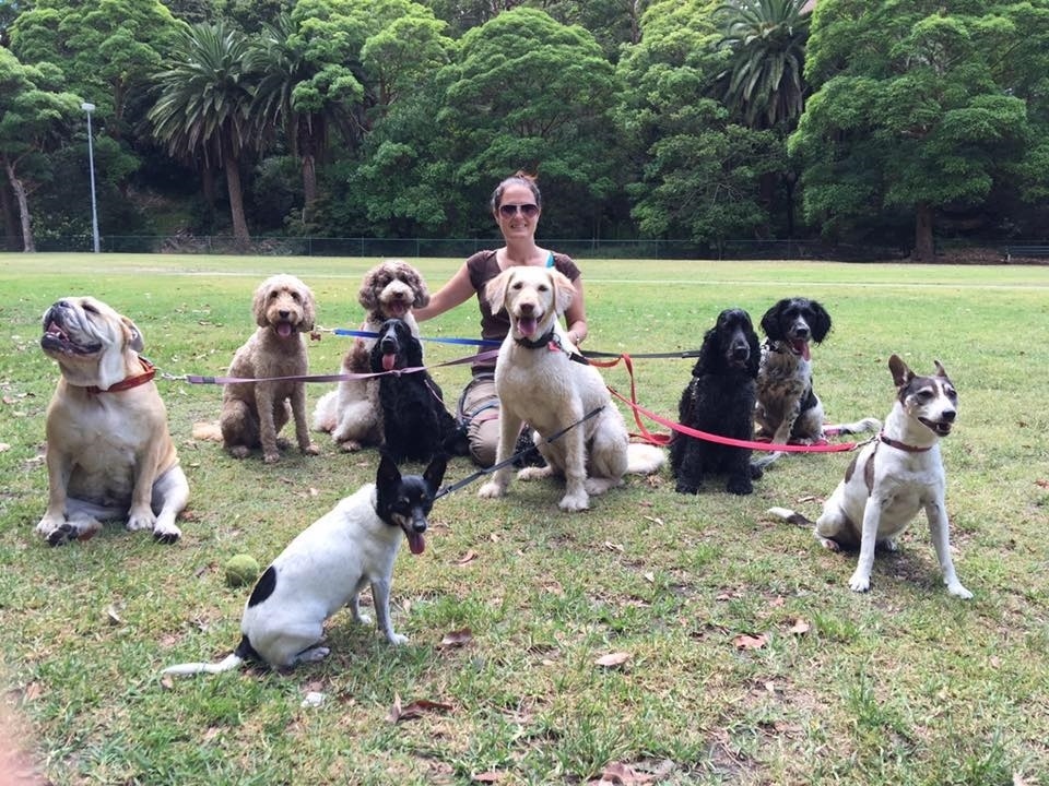 Go Fetch Dog Walking and Boarding