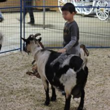 Horse Sense Training & Petting Zoo