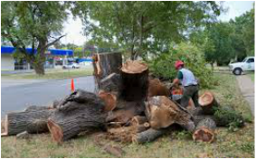 Littleton Tree Services