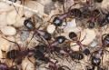 Bobbi Ray's Termite & Pest Control, LLC