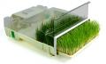 Wheatgrass Growers - EasyGreen