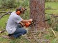Tree Stump Removal