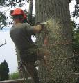 Dan's Tree Service