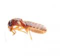 Termite Solutions for Santa Ana